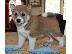 PoulaTo: Σούπερ Shiba Inu κουτάβια διαθέσιμα τώρα