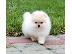 PoulaTo: Καταπληκτικά κουτάβια από Pomeranian!