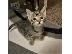 PoulaTo: Egyptian Mau Kittens