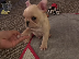 PoulaTo: French bulldog γαλλικο μπουλντογ