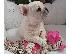 PoulaTo: French Bulldog