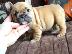 PoulaTo: γαλλικό μπουλντόγκ / French bulldog