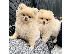 PoulaTo: Καταπληκτικά κουτάβια Pomeranian!