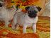 PoulaTo: Ελκυστικά κουτάβια Pug