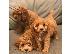 PoulaTo: Κουτάβια Cavapoo