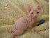 PoulaTo: Άνδρες και γυναίκες (Sphynx) Γατάκια