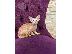 PoulaTo: Oriental Kittens