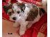 PoulaTo: Τα κουτάβια Yorkshire Terrier προς πώληση.