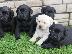 PoulaTo: Labrador retriever