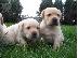 PoulaTo: Κουτάβια Λαμπραντόρ/ Labrador puppies