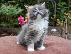 PoulaTo: Maine Coon Cats Διαθέσιμο