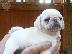 PoulaTo: πατημασιά κουτάβια / pug puppies