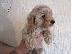 PoulaTo: F2 Cockapoo κουτάβια προς πώληση στο Loving Forever Home