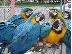 PoulaTo: Όμορφα μωρά Scarlet Macaw με κλουβί