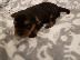 PoulaTo: Yorkshire Terrier