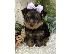 PoulaTo: Teacup Yorkie κουτάβια