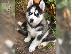 PoulaTo: Αξιολάτρευτο Siberian Husky κουτάβια