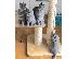 PoulaTo: trained british shorthair kittens available