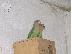 PoulaTo: love birds