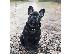 PoulaTo: French bulldog puppy for sale