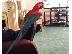 PoulaTo: macaw πράσινη πτέρυγα μακώ