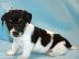 PoulaTo: Χαριτωμένα κουτάβια Jack Russell