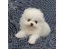 PoulaTo: Όμορφα κουτάβια Pomeranian