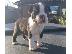 PoulaTo: Lovely Boston Terrier κουτάβια