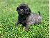 PoulaTo: Αρσενικά και θηλυκά Kc Pug κουτάβια 15wks Old