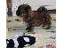 PoulaTo: TEACUP YORKIE PUPPIES FOR ADOPTION