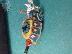 PoulaTo: Age Of Sigmar, Empire, Engineer, Steam Tank, Warhammer