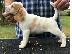 PoulaTo: Beagle puppies