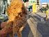 PoulaTo: Poodle apricot toy - Κανίς βερυκοκί τόι