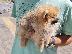 PoulaTo: Pomeranian mini