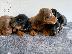 PoulaTo: Dachshund - Ντάτσχουντ