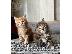 PoulaTo: Maine Coon Kittens
