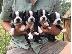 PoulaTo: Boston Terrier
