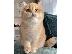 PoulaTo: Ragdoll Kittens For Sale