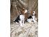 PoulaTo: Πανέμορφα κουτάβια Beagle.