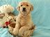 PoulaTo: Ελκυστικά κουτάβια Golden Retriever