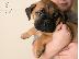 PoulaTo: Cutie Bullmastiff κουτάβια