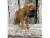 PoulaTo: κουτάβια μπόξερ  / Boxer puppies