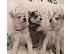 PoulaTo: Σιβηρικό χάσκι  κουτάβια / siberian husky