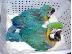 PoulaTo: scarlet παπαγάλος macaw για 200 €