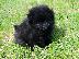 PoulaTo: Κουτάβια Pomeranian