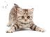 PoulaTo: BENGAL Kittens Διαθέσιμο
