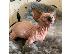 PoulaTo: Διαθέσιμα Sphynx Kittens