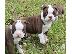 PoulaTo: Σούπερ αξιολάτρευτα κουτάβια Boston Terrier