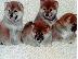 PoulaTo: Κουτάβια Shiba inu