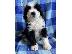 PoulaTo: Bernedoodle puppies